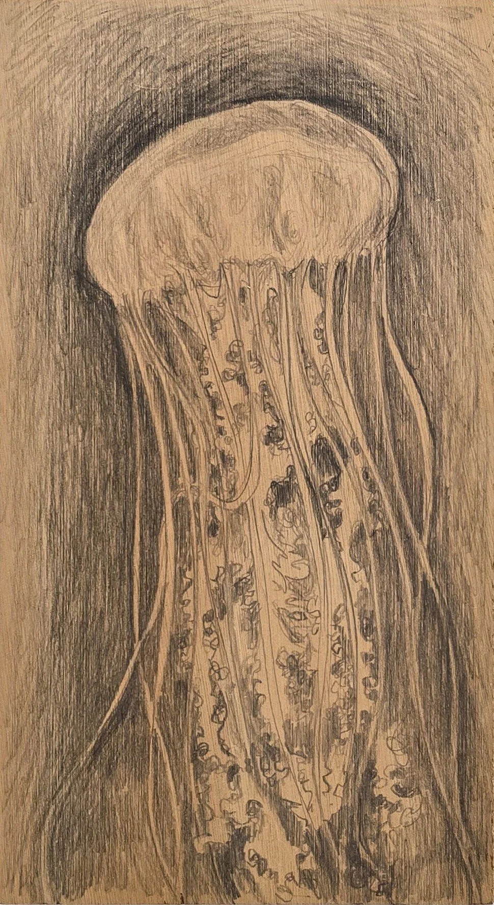 Aquatilibus - meduse | grafiet op paneel | 2025 | 17x31 cm