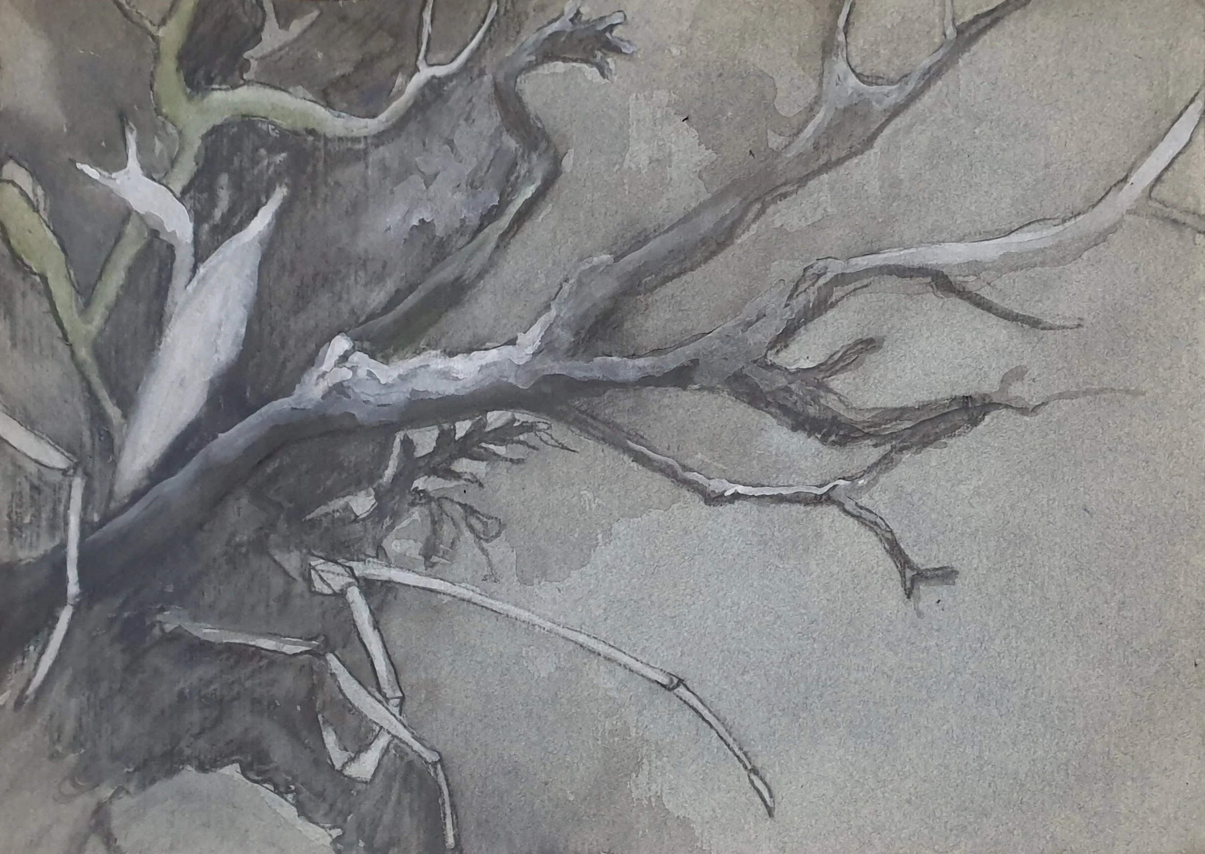 Aquatilibus griseo II |  gemengde techniek op eertijds Ingres papier | 2023 | 35x25 cm