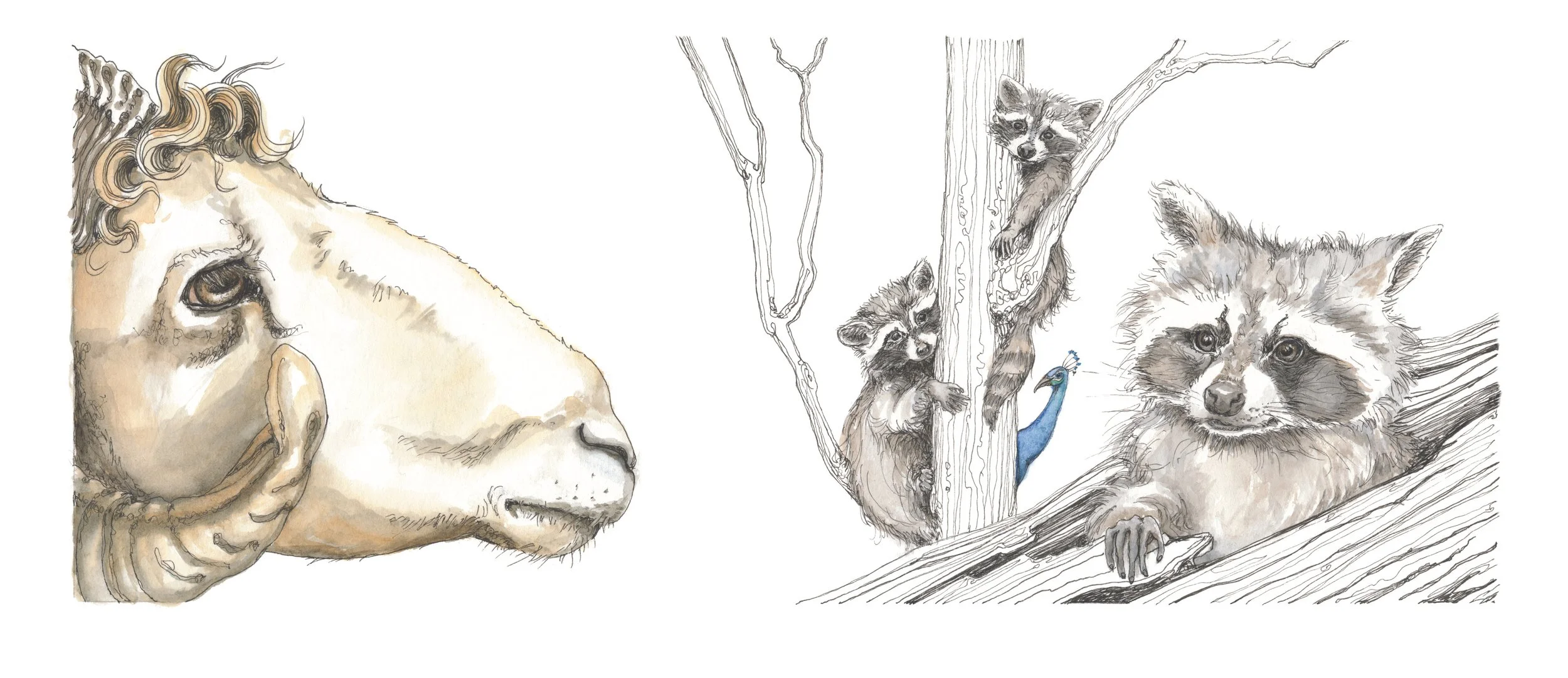 ram, waar ga je naartoe? | 2021