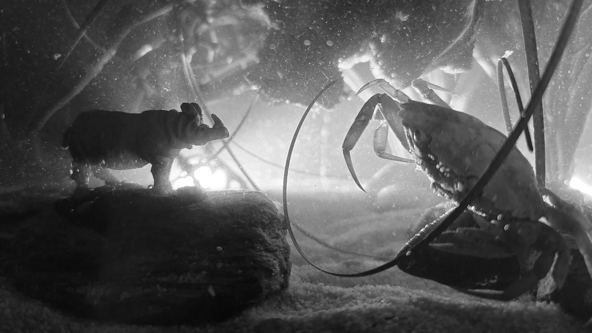 Aquatilibus x Made in China