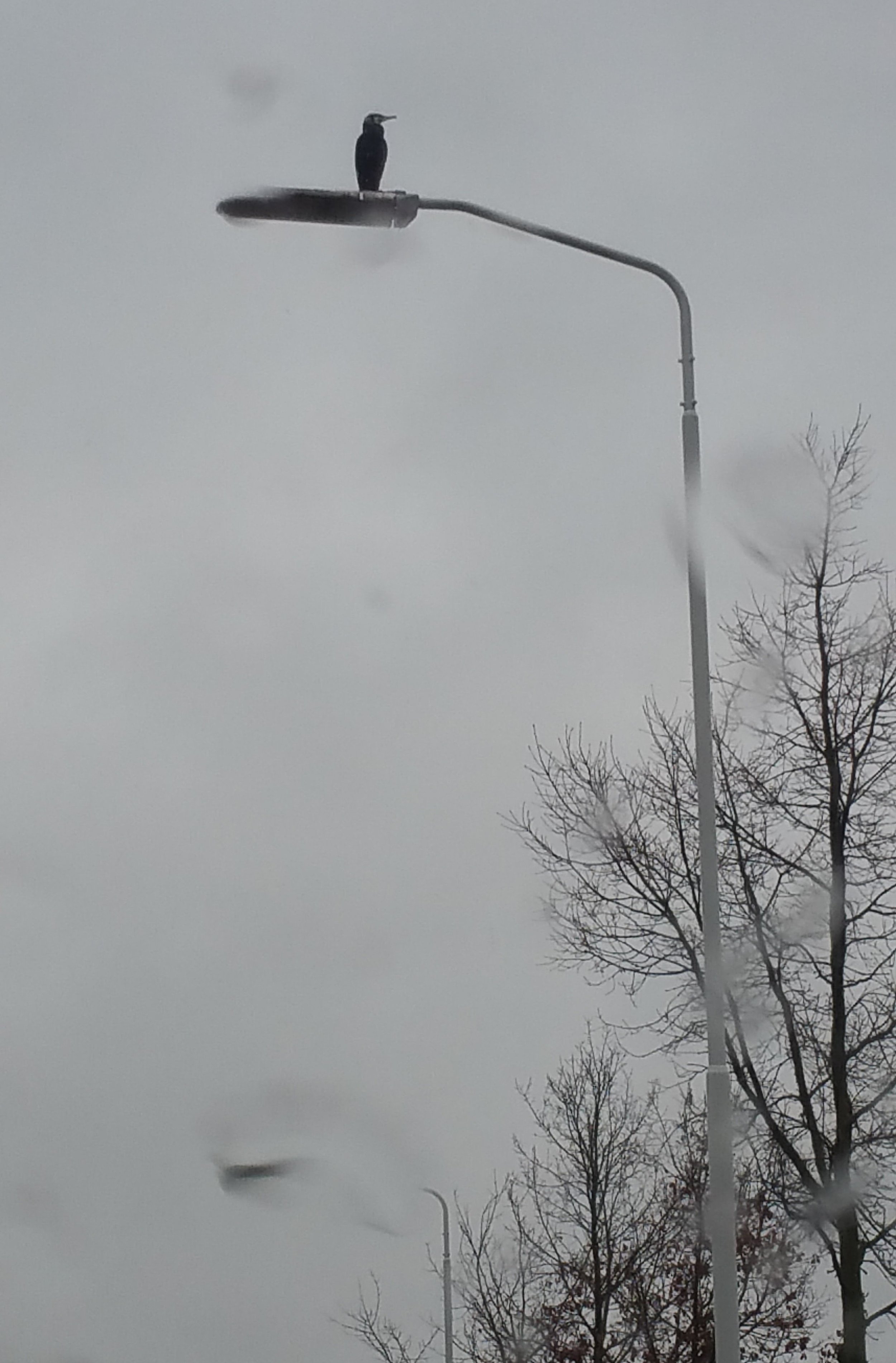 20160304_125426 2bij3.jpg