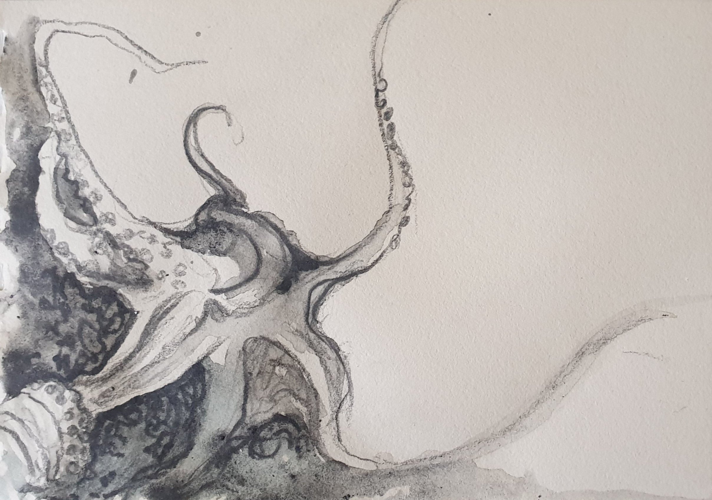 Aquatilibus X | grafiet en aquarel op papier | 2023 | 16,5 x 11 cm