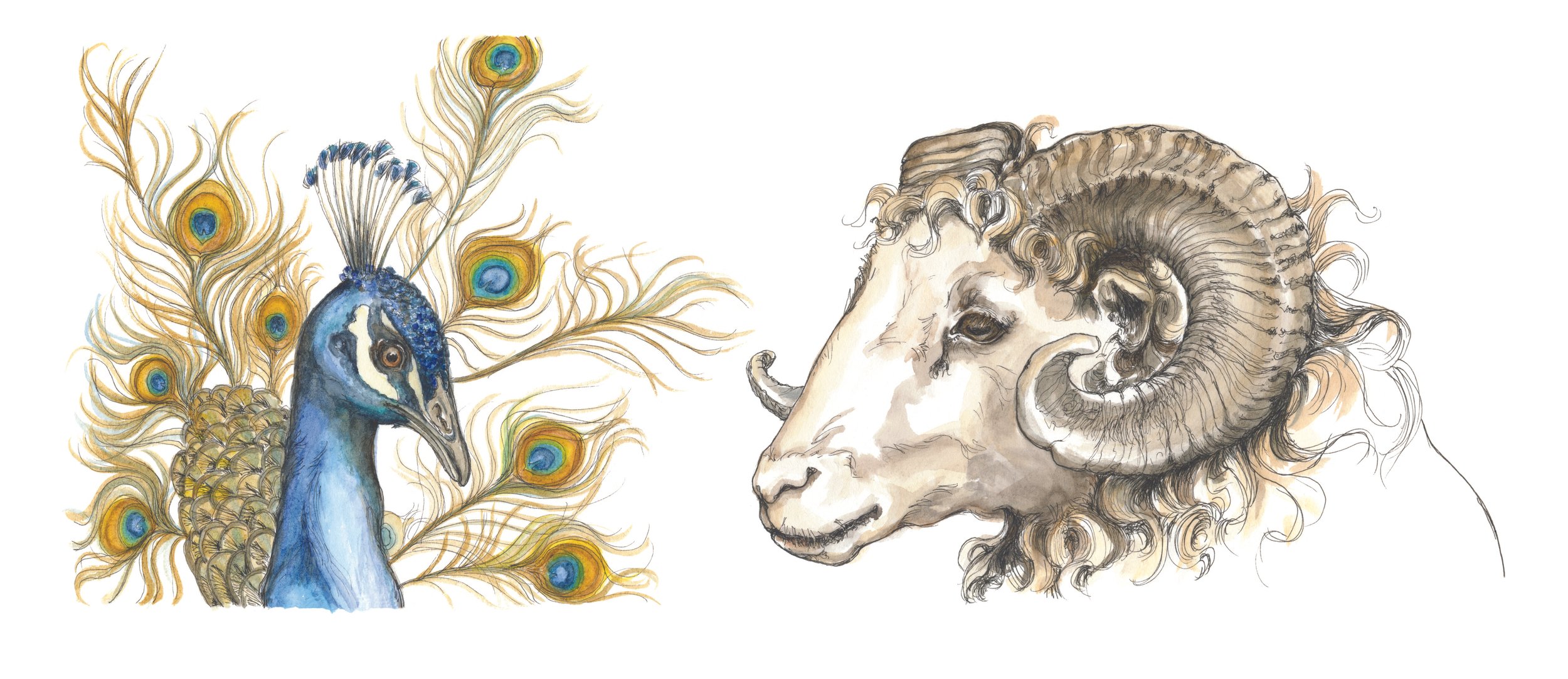 ram ontmoet pauw | 2021