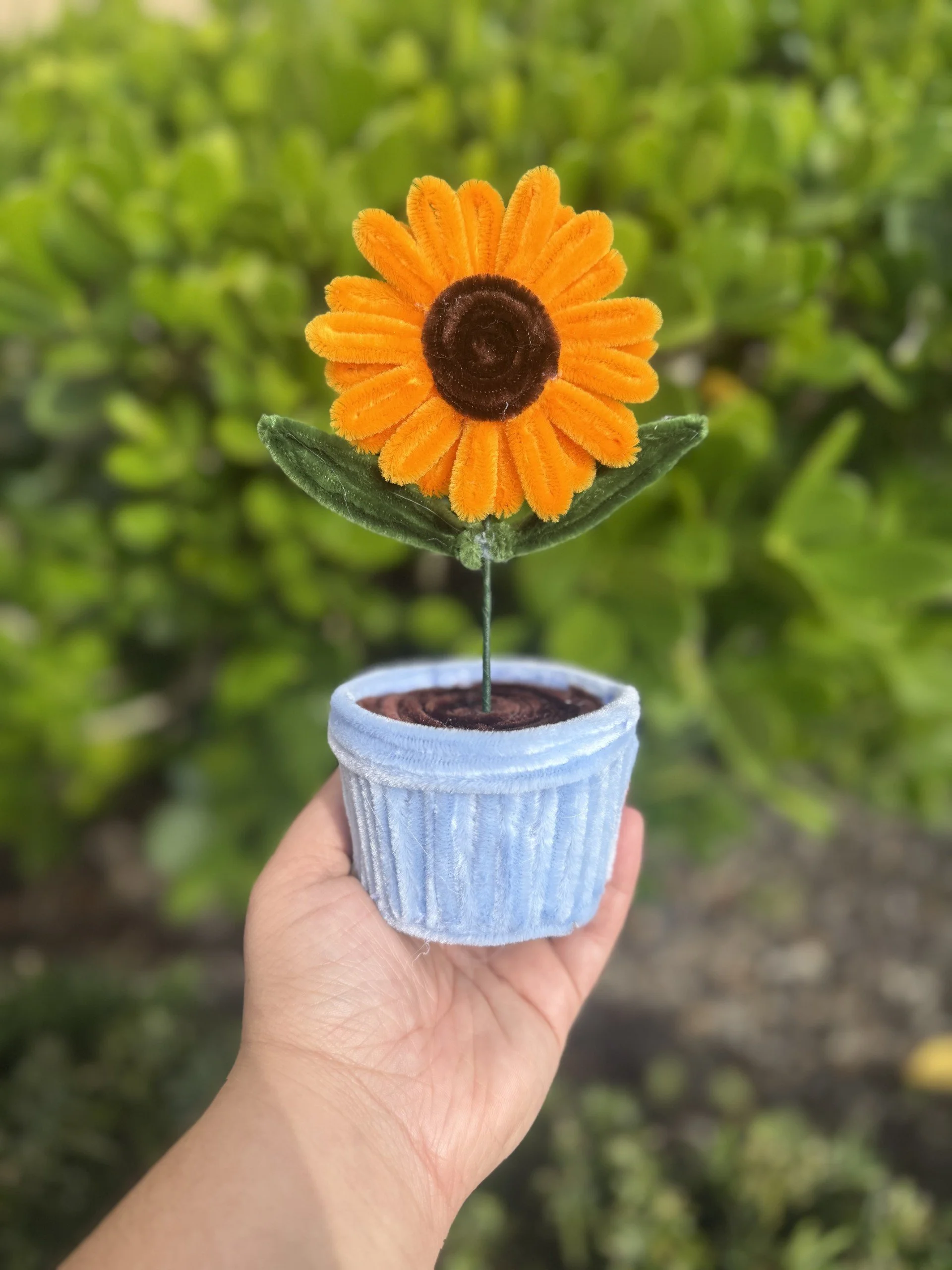 Beautiful Potted Sunflower