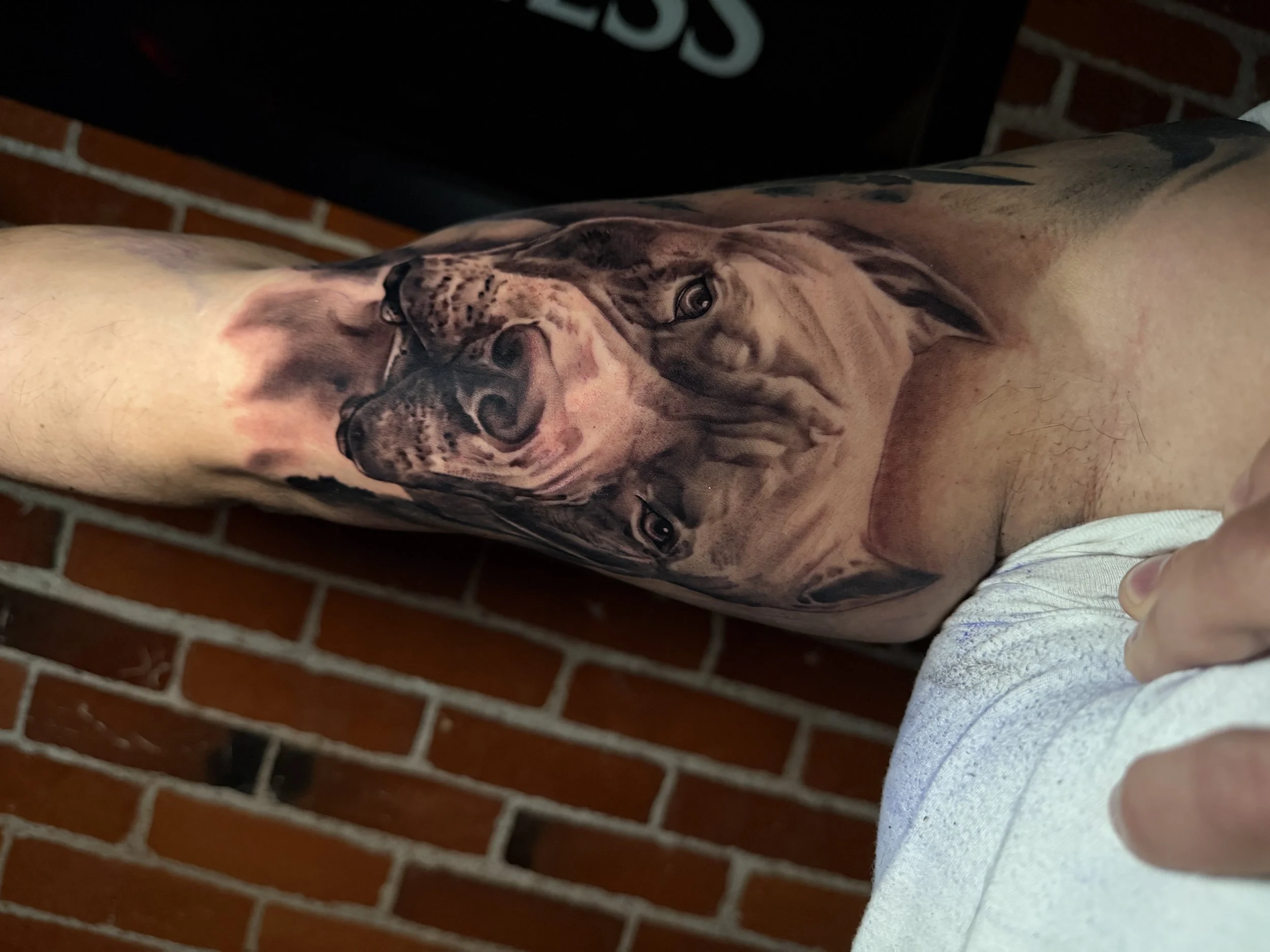 Tattoo of a realistic dog, possibly a Doberman or Rottweiler, on a person's thigh, with a brick wall in the background.