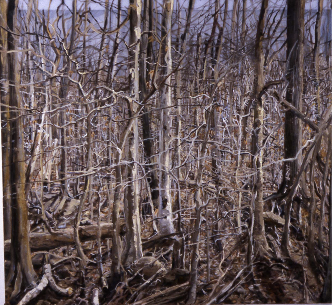 "Transparent Woods", 62 x 68 inches, oil on canvas