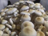 Leucitic Golden Teacher