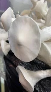 White Golden Teacher