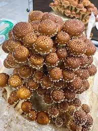 Chestnut Liquid Culture