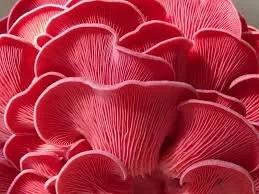 Pink Oyster Liquid Culture