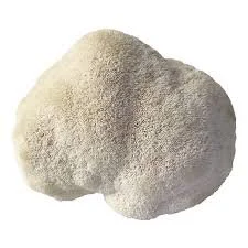 Lion's Mane Liquid Culture