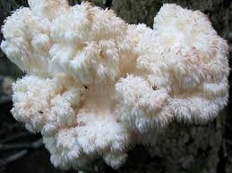 Bear Head Lion's Maine Liquid Culture