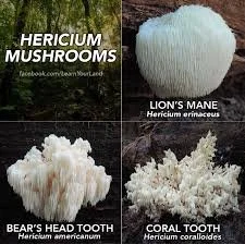 Maine Differences.jpeg