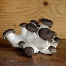 Black Pearl Oyster Mushroom Liquid Culture