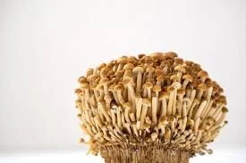 Golden Enoki Liquid Culture