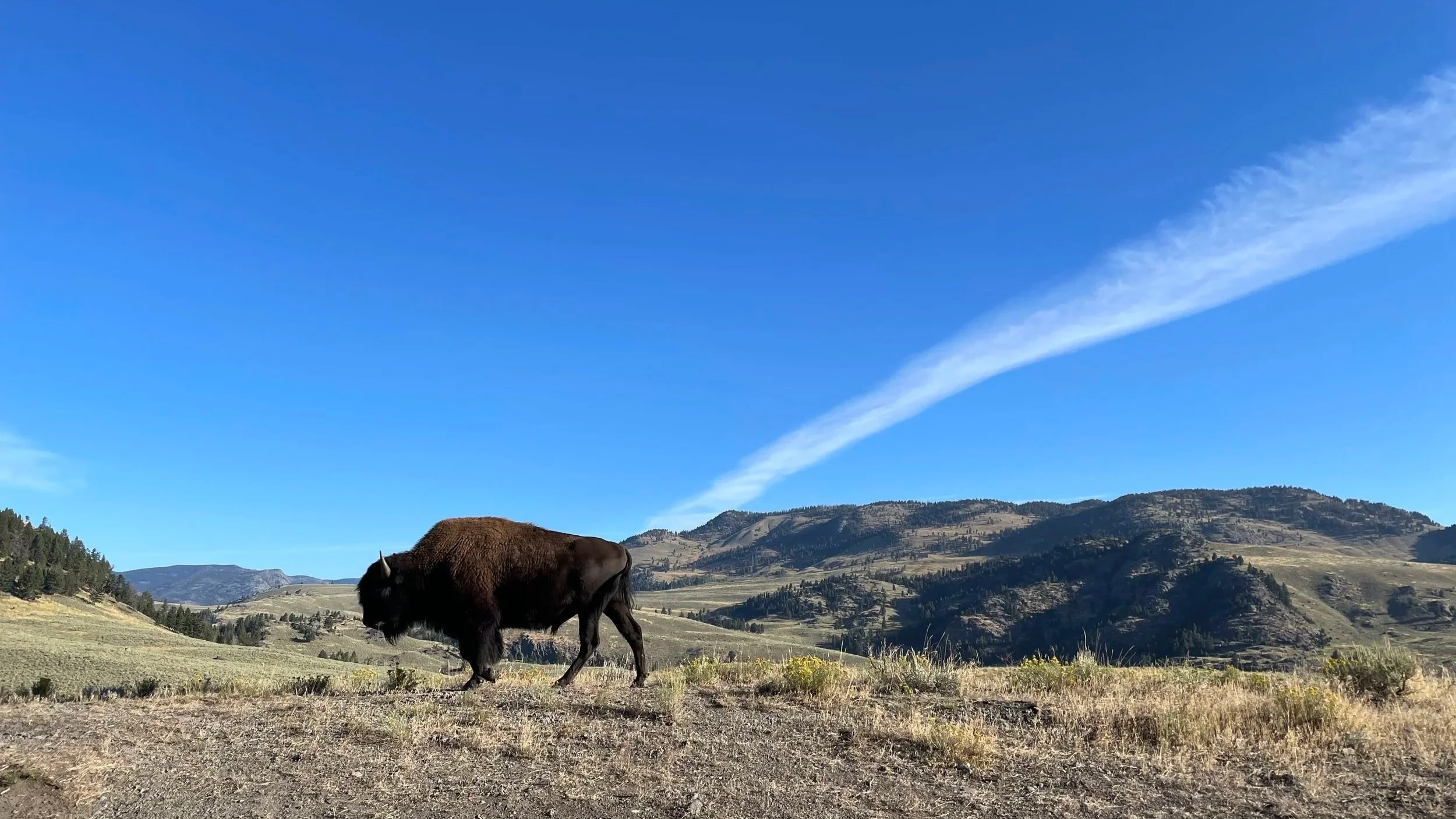 A bison grazing on a grassy plain with hills and mountains in the background under a bright blue sky.