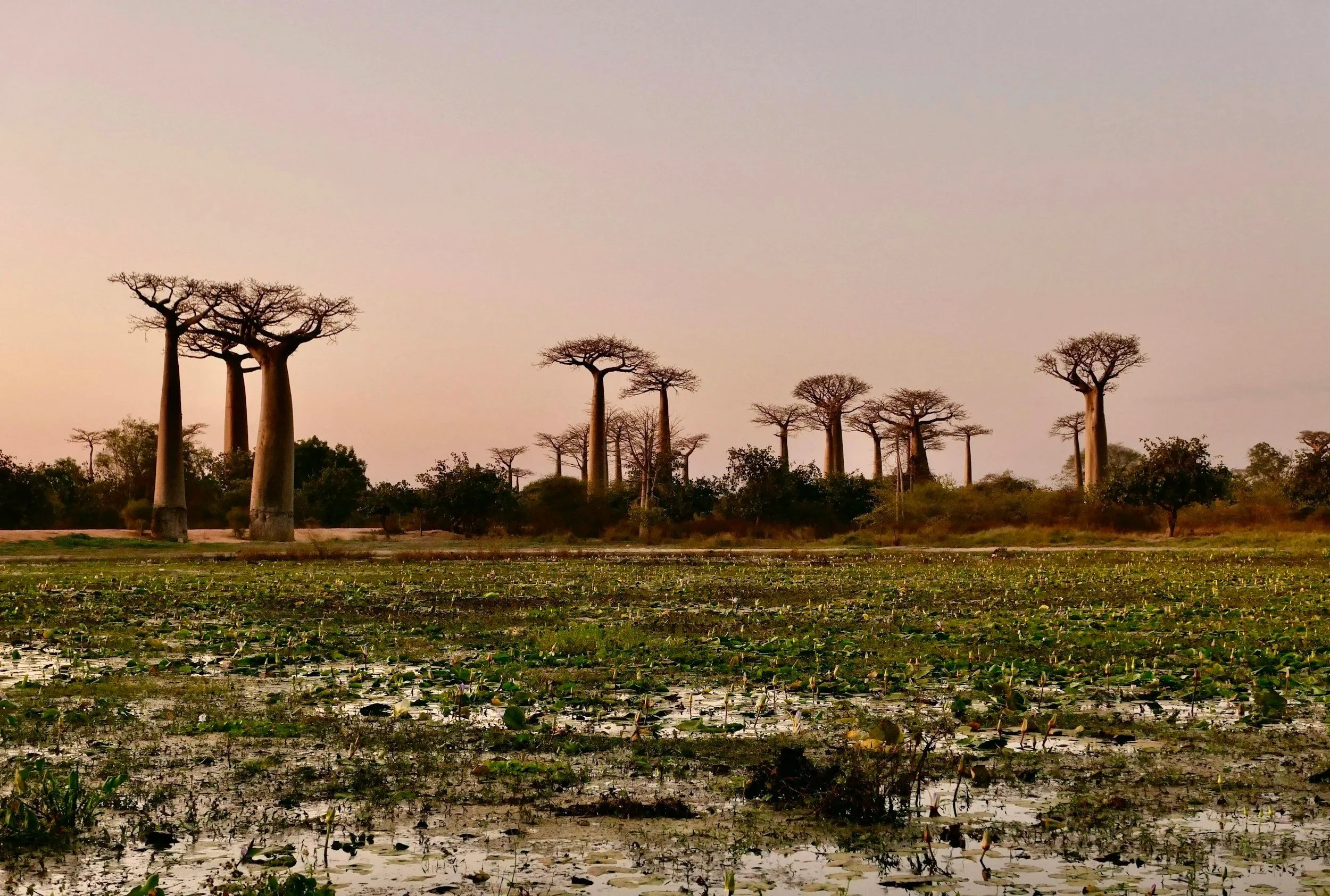 A landscape with a wetland and tall, leafless baobab trees during sunset.