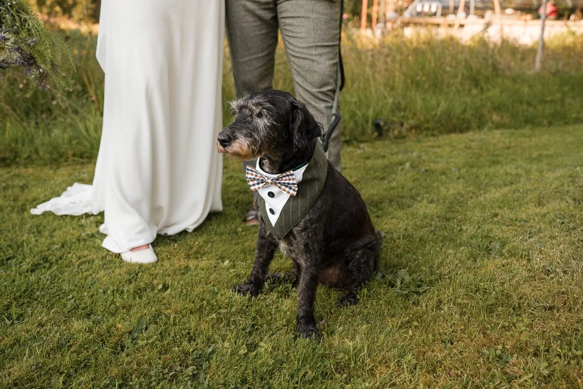 A black dog with gray fur on its face, sitting on a grassy area at a wedding, wearing a tuxedo bib with a bow tie, in front of a bride in a white wedding dress and a person in gray pants at Kilmartin Castle