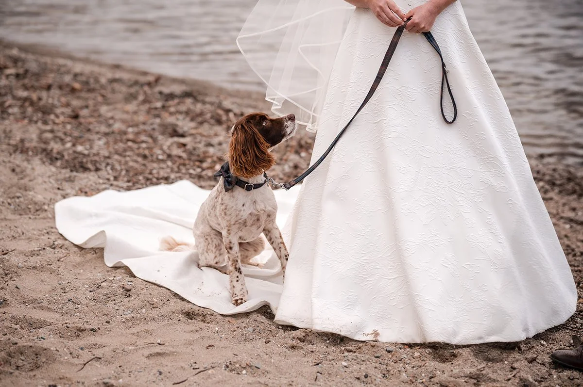 A wedding dog sitting on the bride’s dress and looking up at her veil during portraits beside a loch