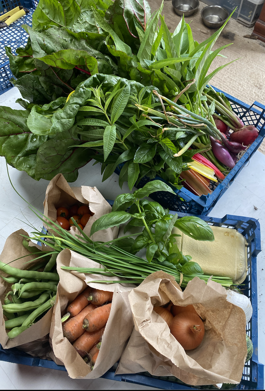 Fresh vegetables including green leafy lettuce, long green beans, purple onions, cherry tomatoes, carrots, onions, and basil, organized in paper bags and plastic crates on a table.