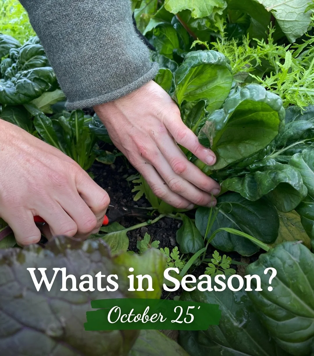Leafy green goodness 🥬

Everything on the farm is grown with minimal external inputs. We are proud to employ a range of techniques that leave the land richer than we found it. Our most recent favourite is growing the best Pak Choi we&rsquo;ve ever g