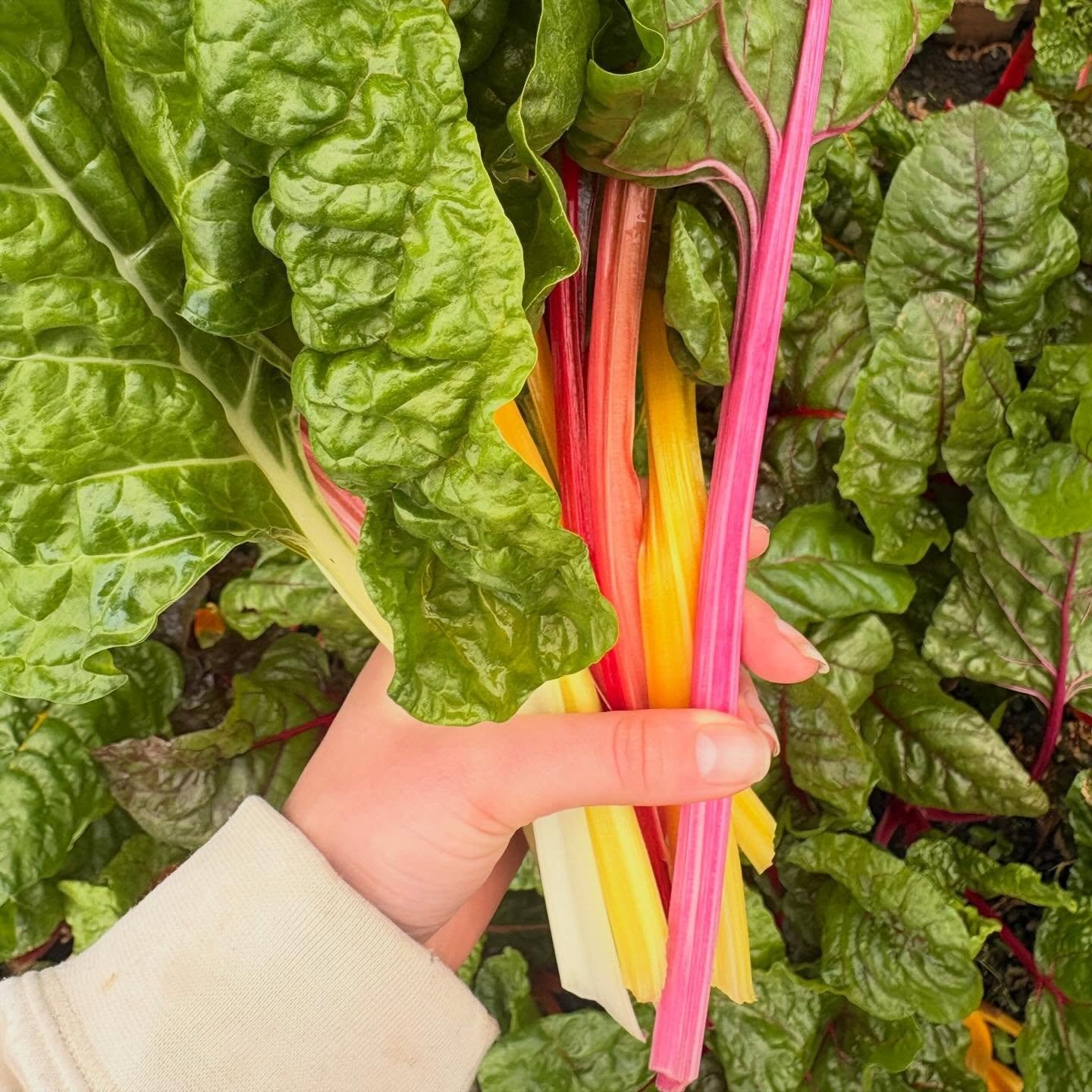 🌈 Chard is POPPING right now ☺️

Look at this ridiculous, wonderful vegetable. Who gave it permission to be this colourful? Pink, yellow, orange, red - it just decided to be a rainbow and nobody stopped it. We love it for that.

Right now it&rsquo;s
