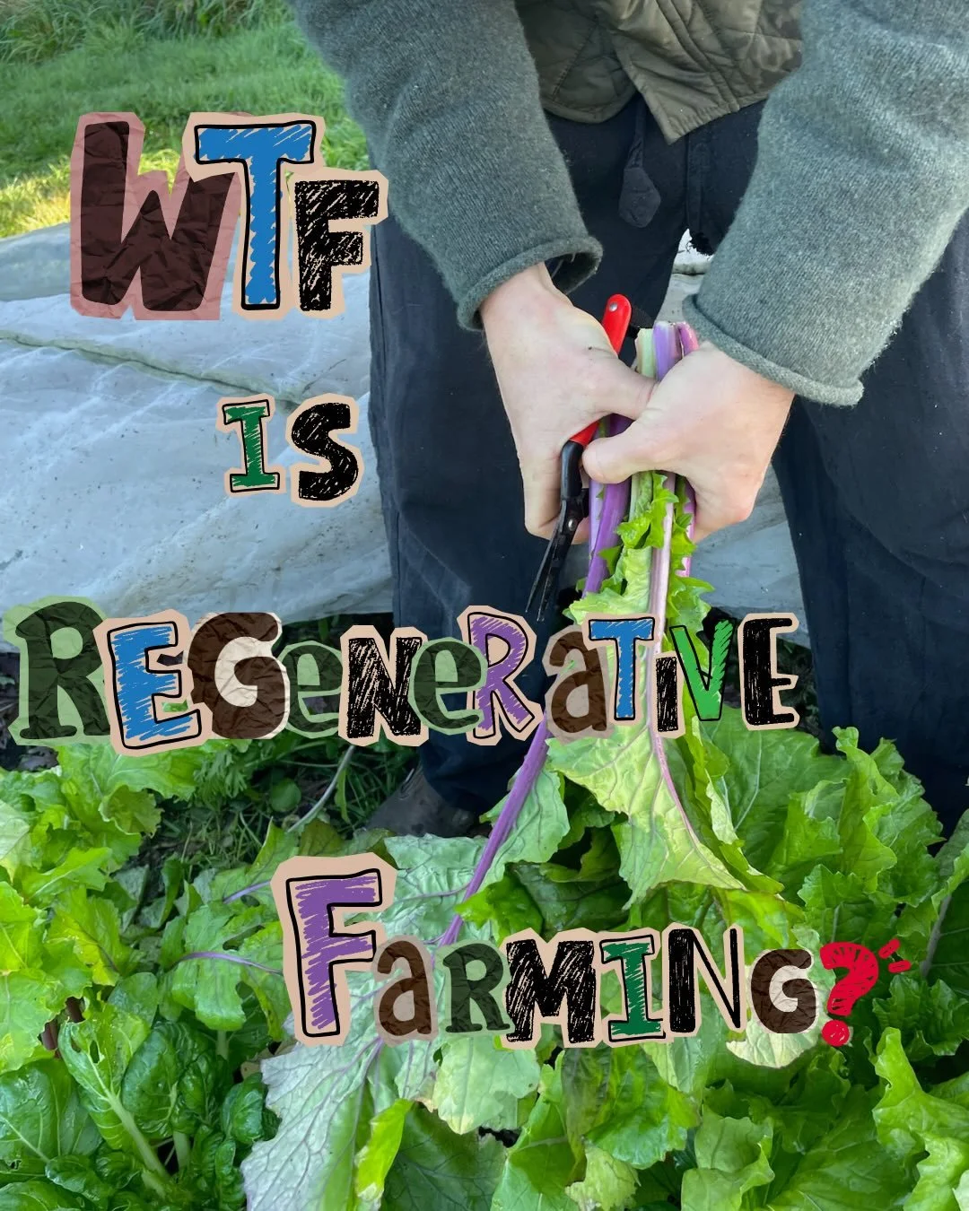 Regenerative is quite a sexy word these days. What does it mean? Why is it different to organic? 👩&zwj;🌾 🌱 Swipe to learn what we do differently - and why it matters for the soil that feeds us all. 

#regenerativefarming #soilhealth #landcare #ear