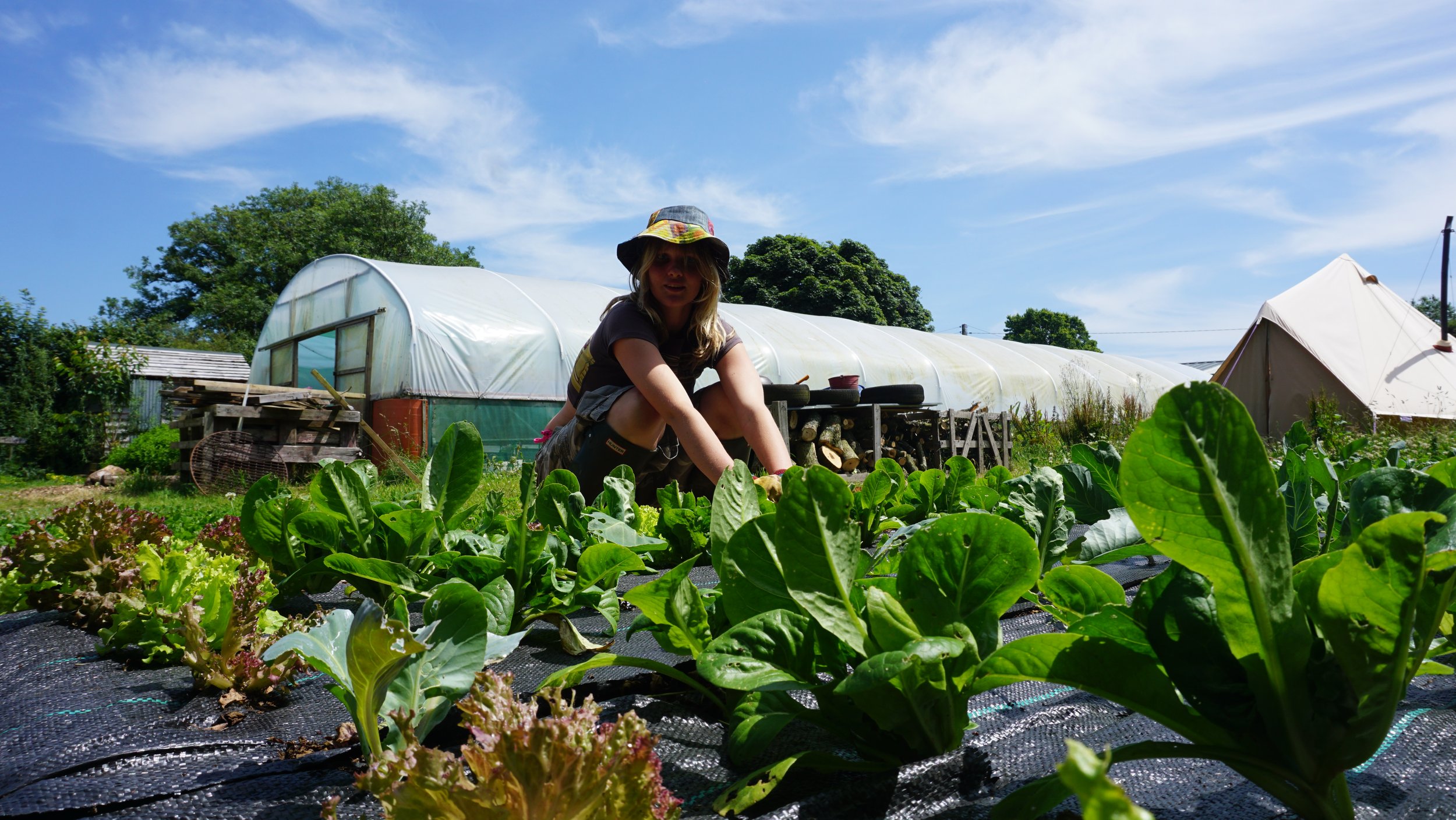A person working in a vegetable garden with green leafy plants, against a background of greenhouses and a white tent under a partly cloudy sky.