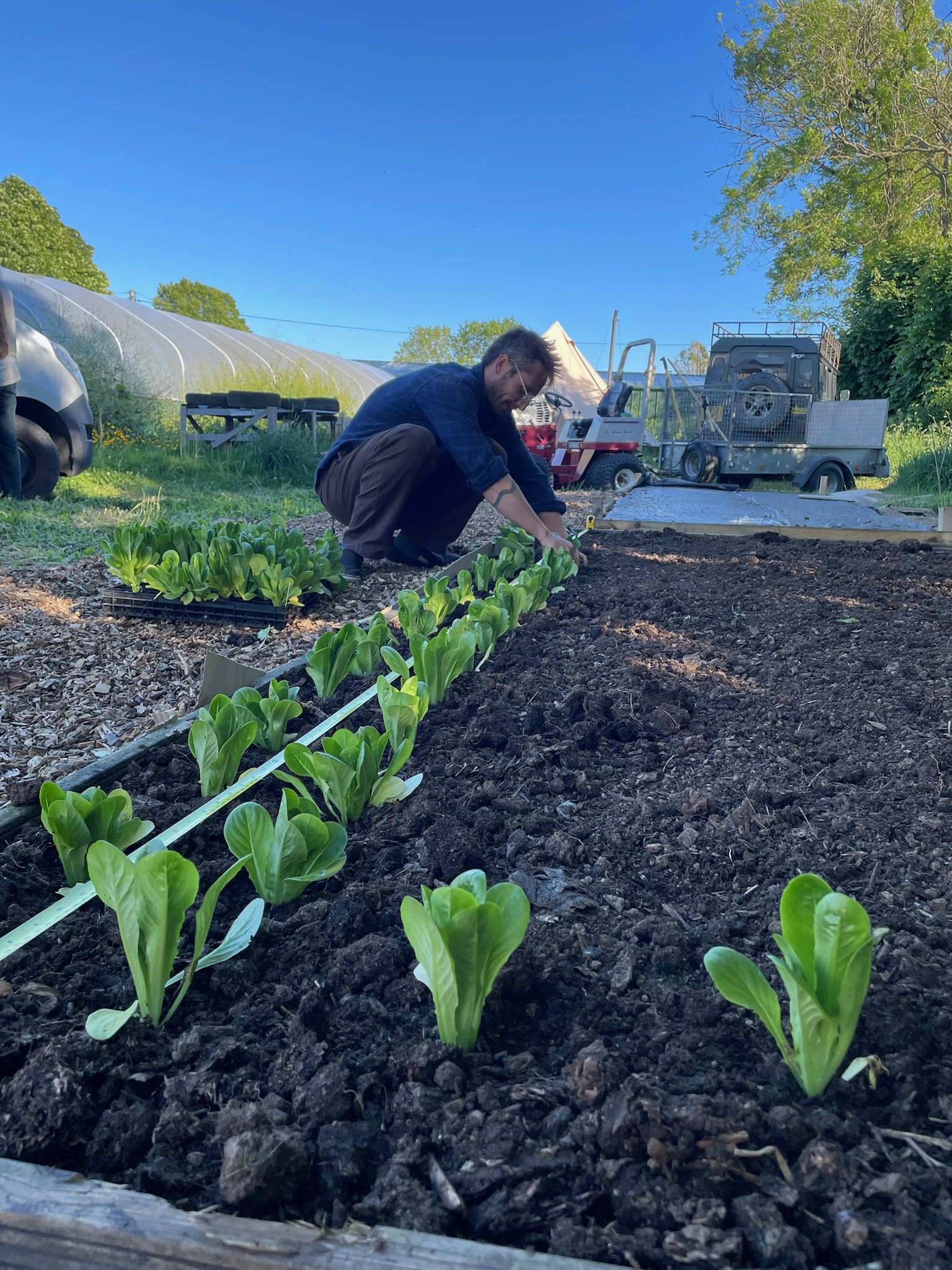 A person planting young lettuce seedlings in a garden bed on a sunny day, with farm equipment and greenhouses in the background.