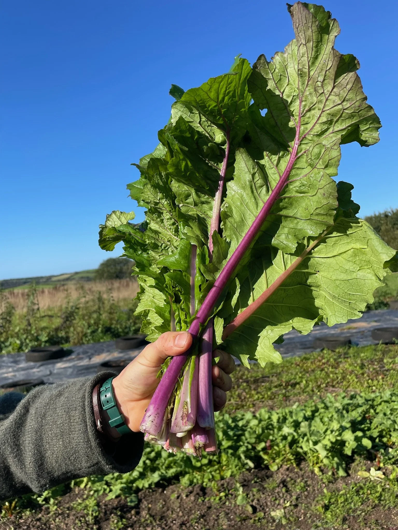 Hand holding a bunch of fresh Swiss chard leaves with purple stems, outdoors on a farm field under a clear blue sky.