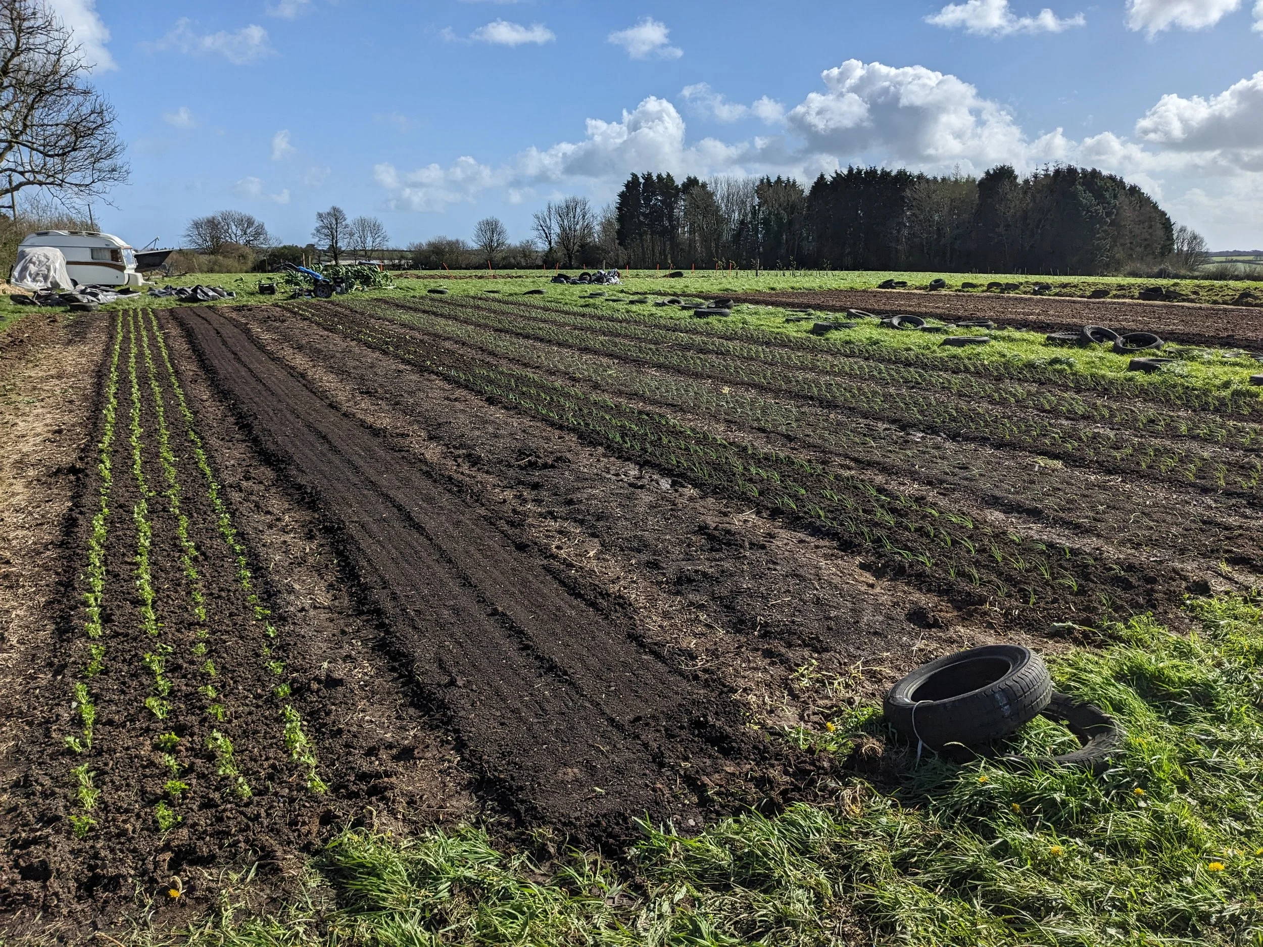 A farm field with cultivated rows of young plants and scattered tires, with a trailer and farming equipment in the background under a partly cloudy sky.