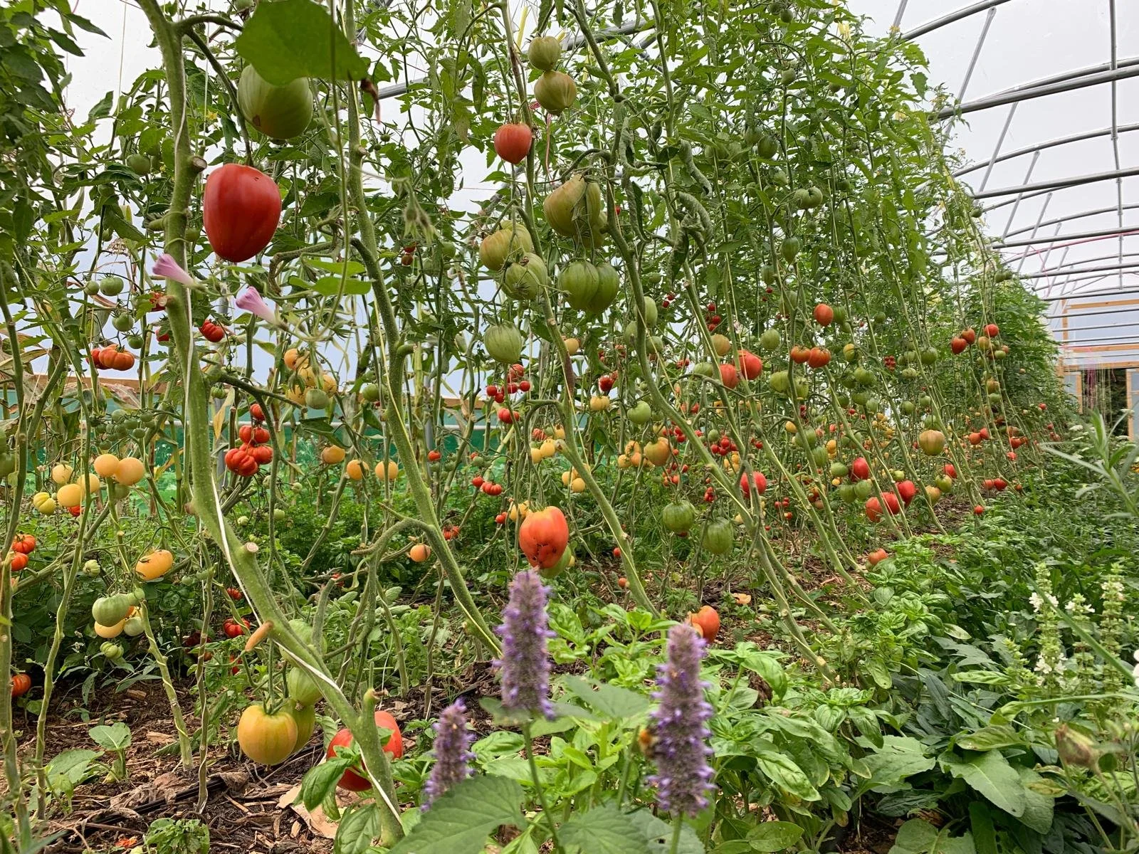 Inside a greenhouse with rows of tomato plants bearing ripe red, orange, and green tomatoes, along with some purple flowers in the foreground.