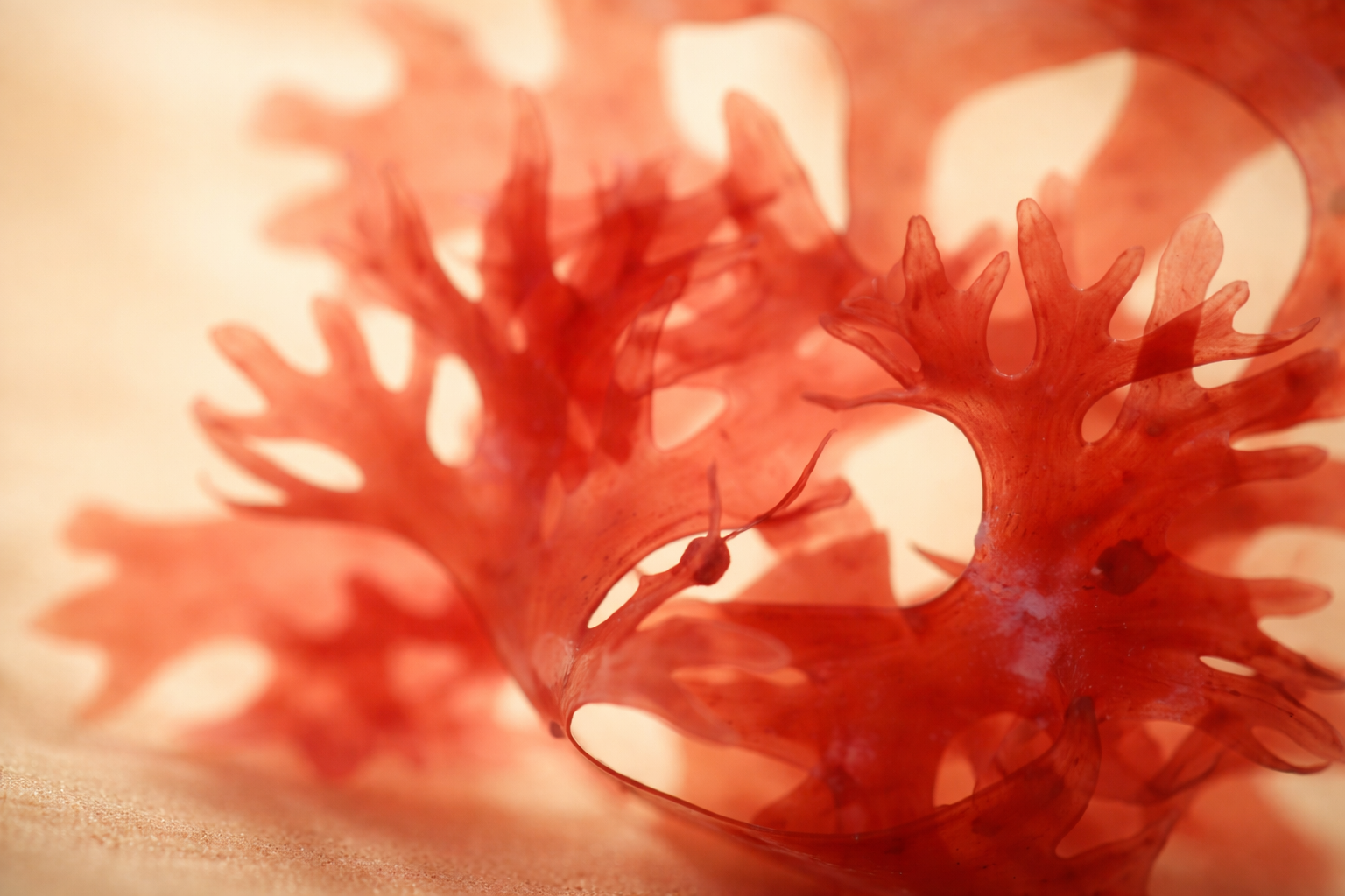 Astaxanthin: Truth or Trend?