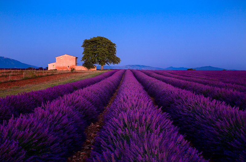 Spring in Provence