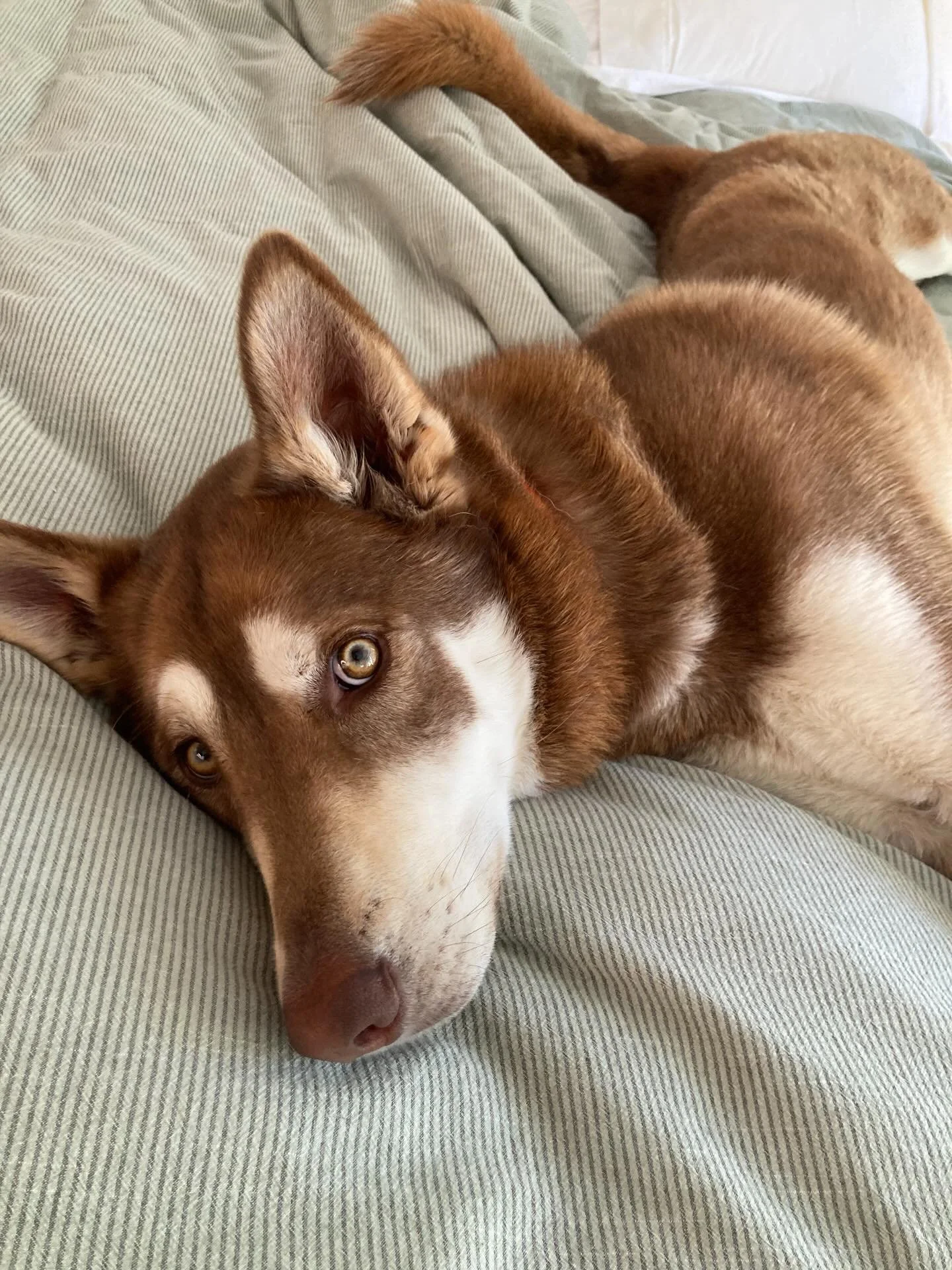 This handsome fella turns 2 today! Happy Birthday, Banjo!