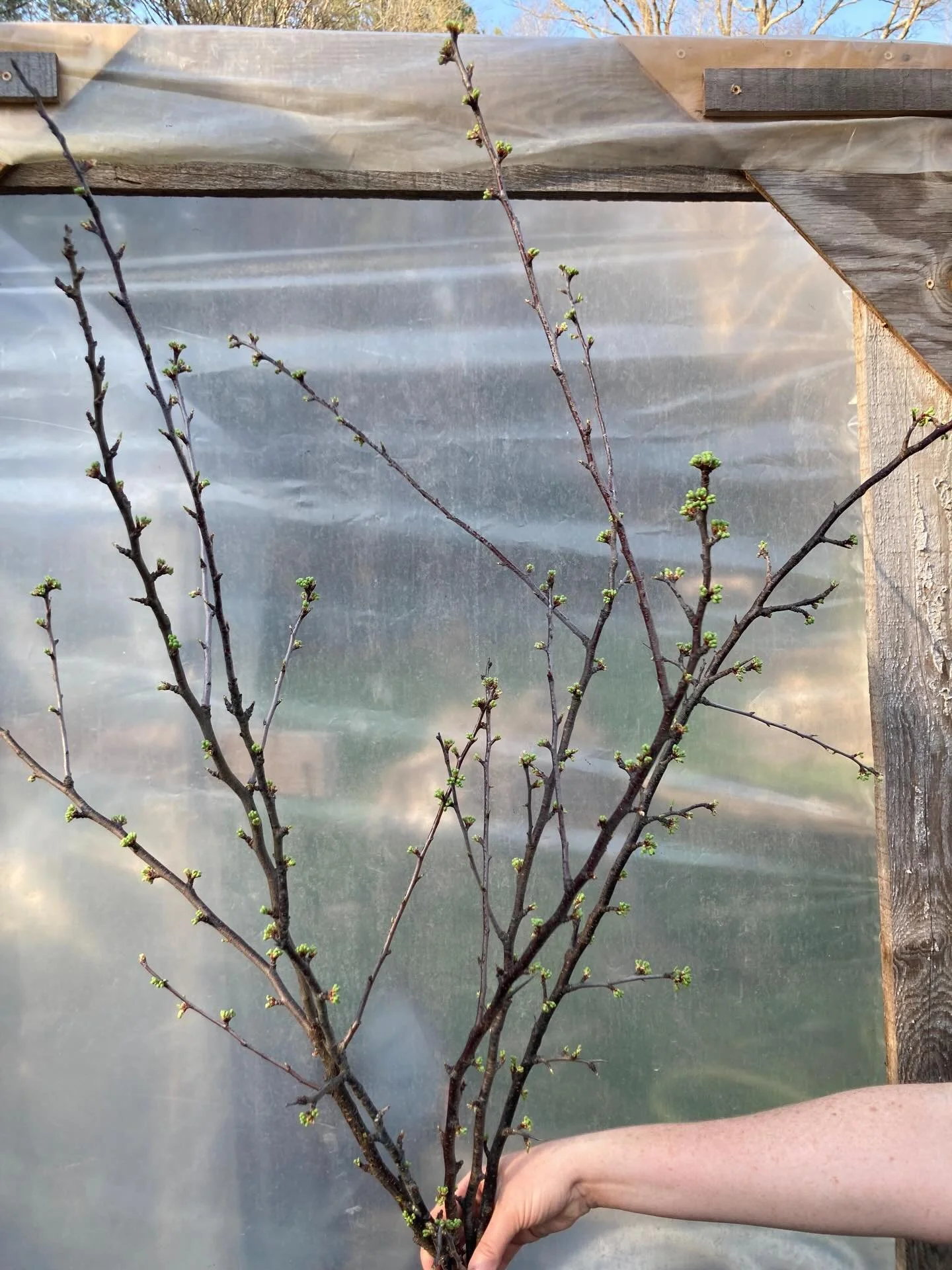 First stems of the year are listed on @rooted_farmers and are available through @rivercityflowerexchange this week!!