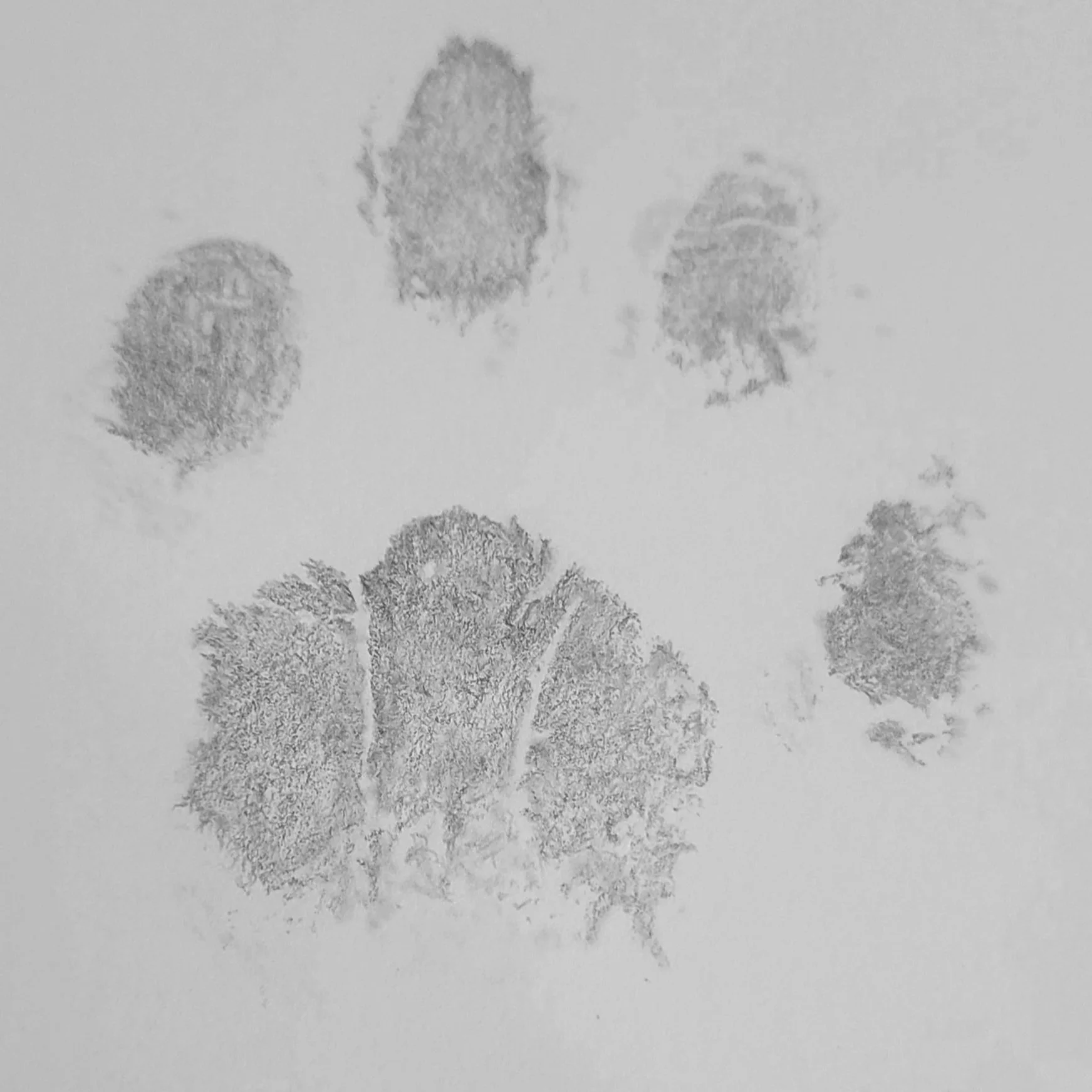 Rocky - Graphite, 2025