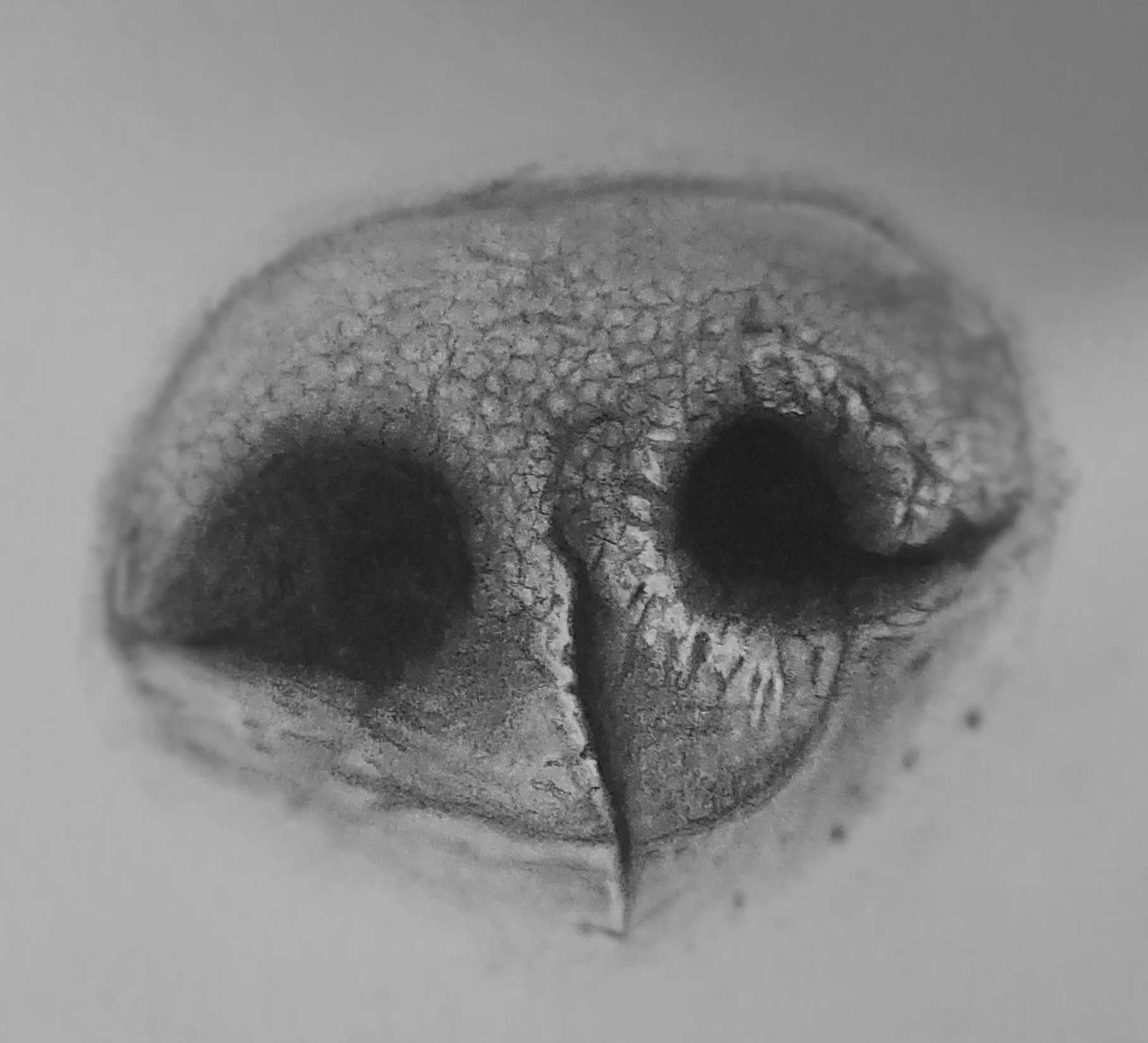 Hendrix - Graphite, 2025