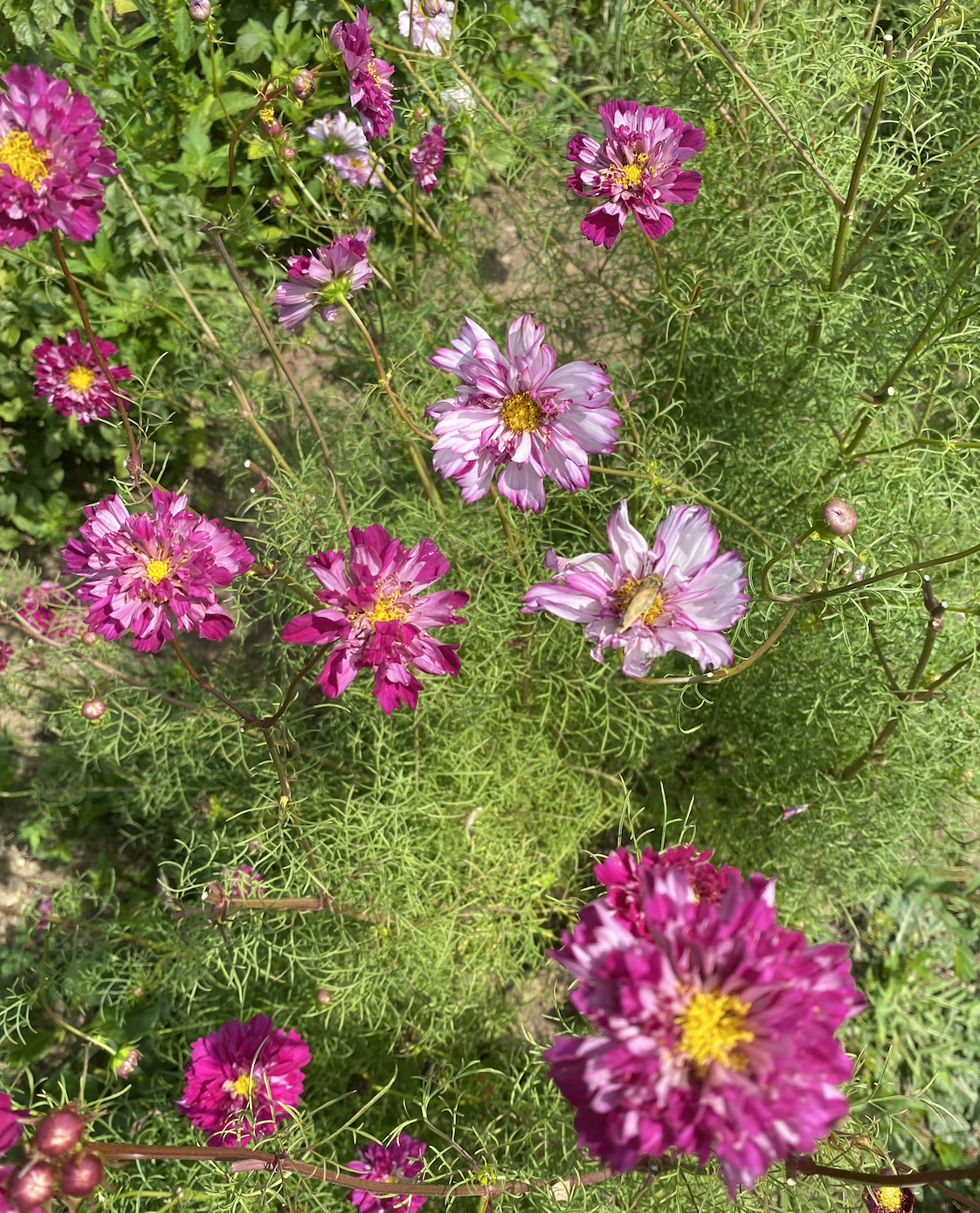 Screen Shot 2026-01-17 at 1.01.01 PM.png