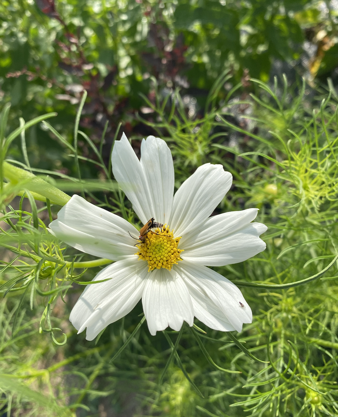 Screen Shot 2026-01-17 at 1.02.09 PM.png