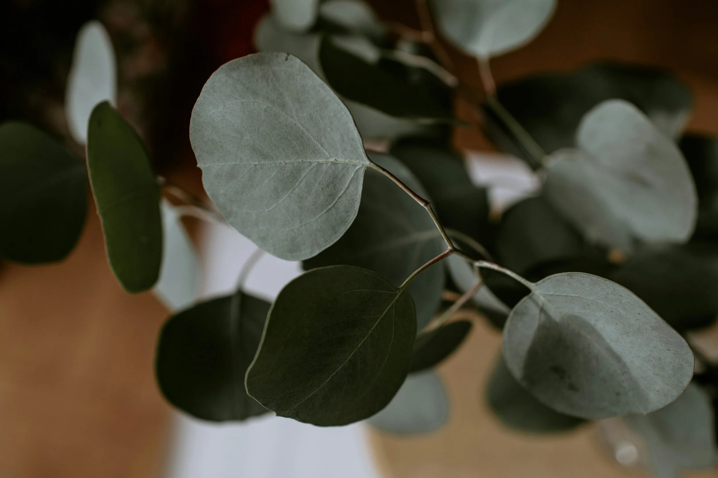 Eucalyptus | Silver Dollar
