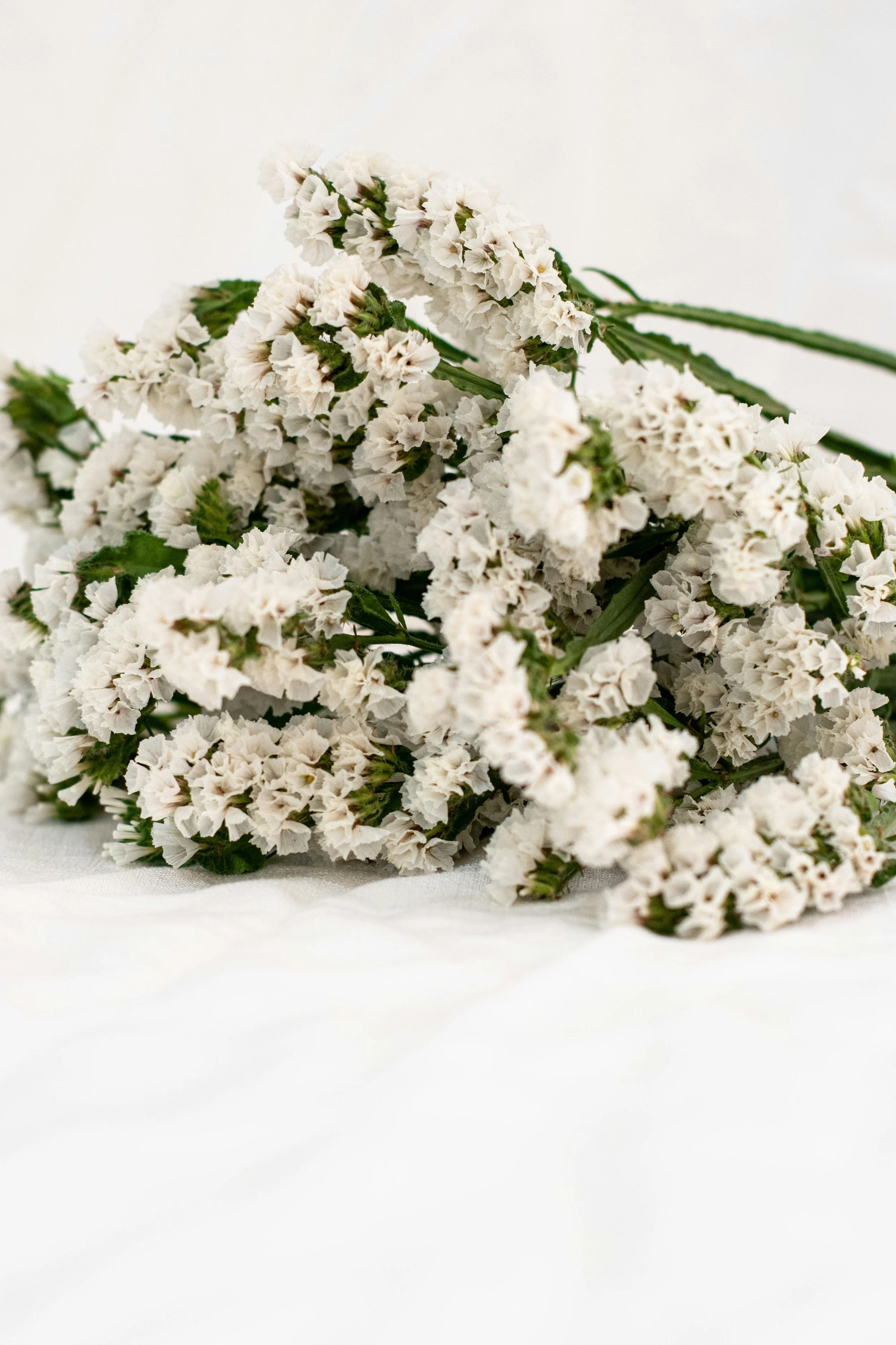 Statice | Hipster White