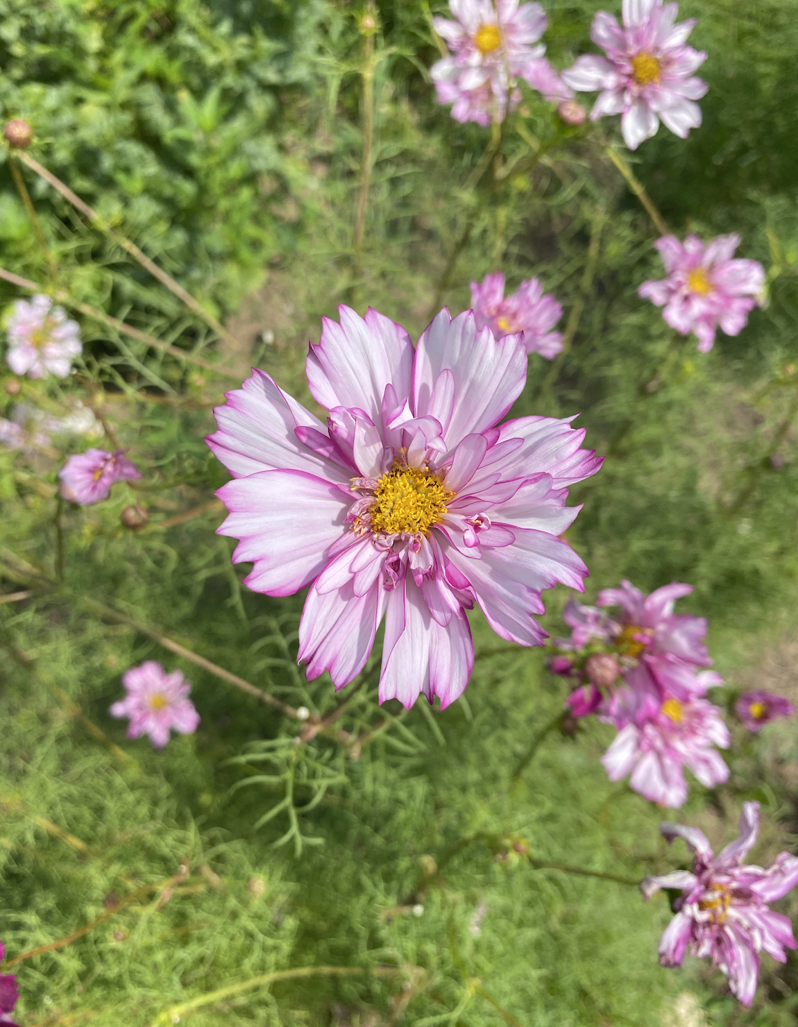 Cosmos | Double Click Blend