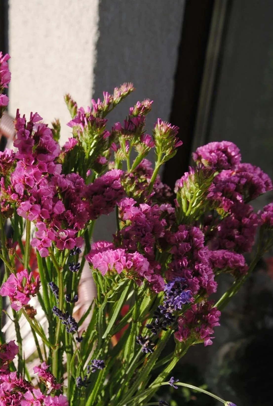 Statice | Seeker Rose Shades