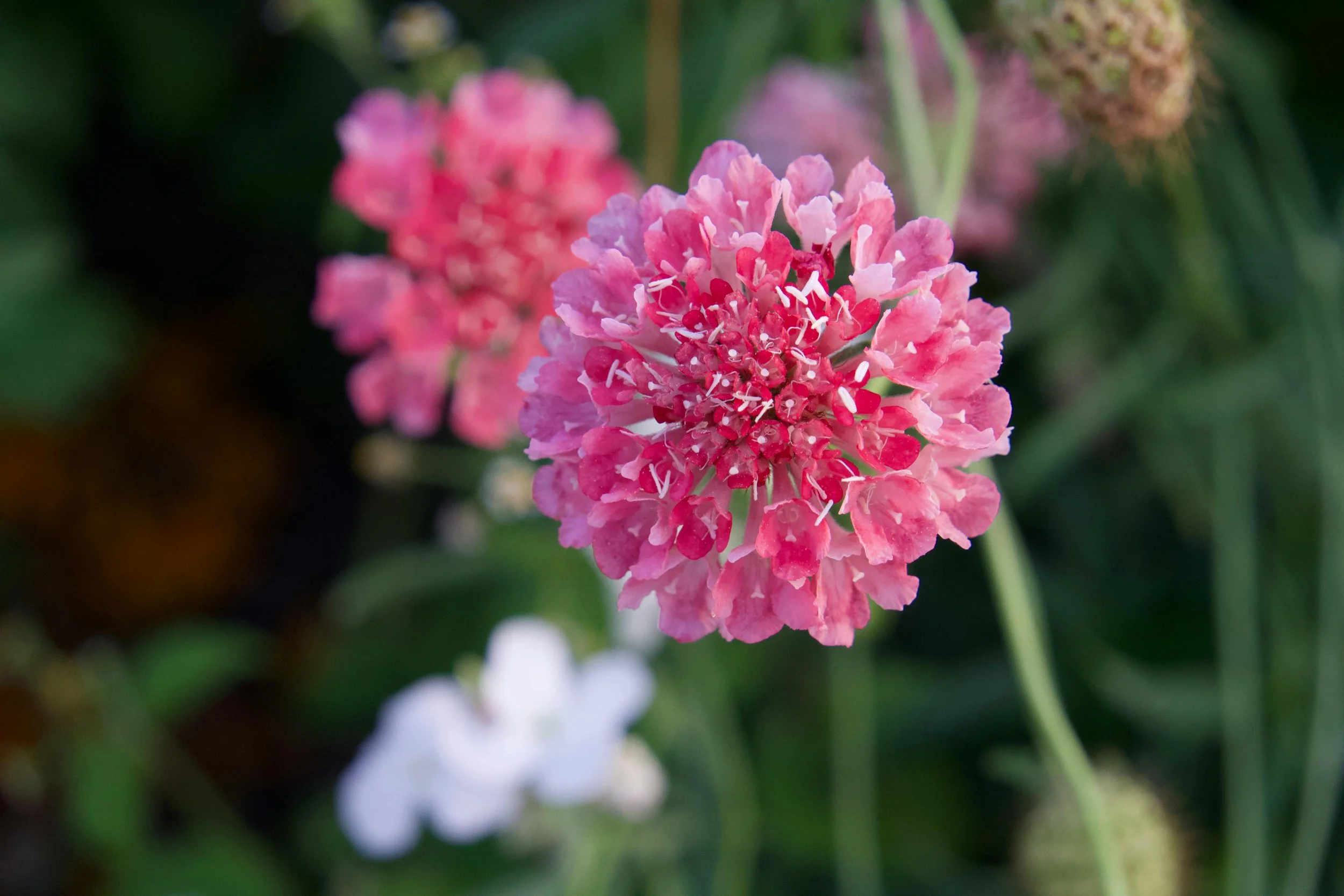 Scabiosa | Salmon Queen