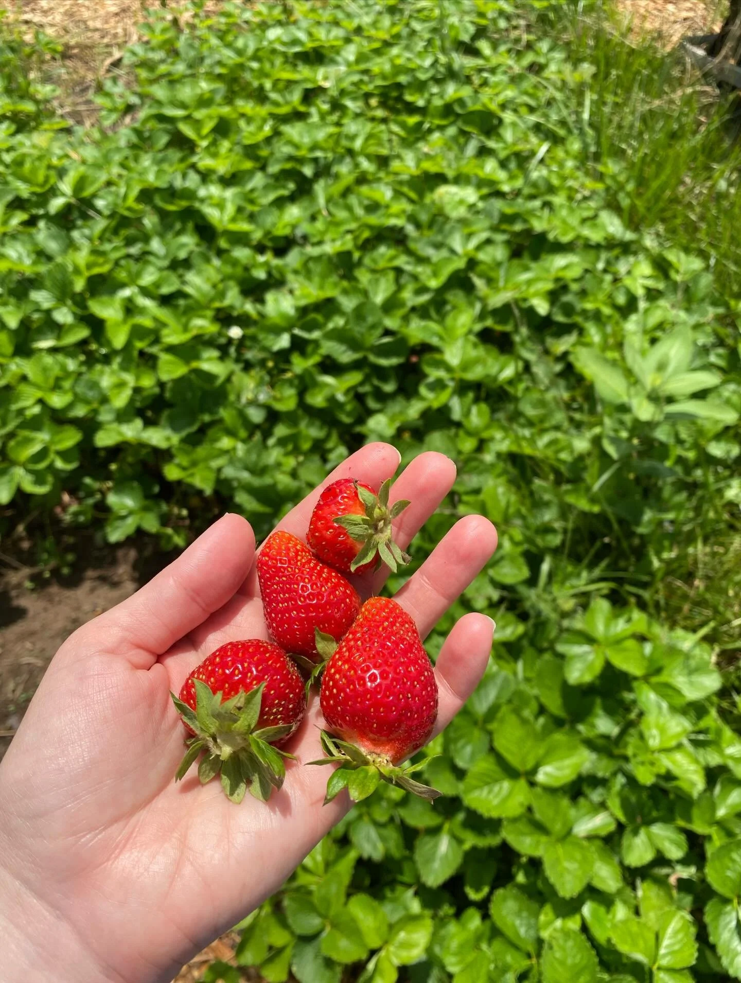 They say the biggest mistake beginners make with growing strawberries is planting too many their first year. Each plant sends out runners and before long they will take over whatever space you let them! One of our strawberry patches started with just