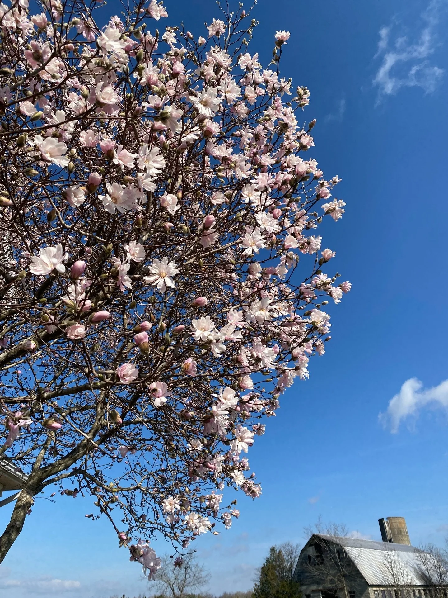 The dogwoods have bloomed in Virginia and we&rsquo;re hoping this means Spring is here for good! We&rsquo;ve been busy moving seedlings to bigger containers and getting others used to the outdoor temperatures. I never imagined it was possible to thin