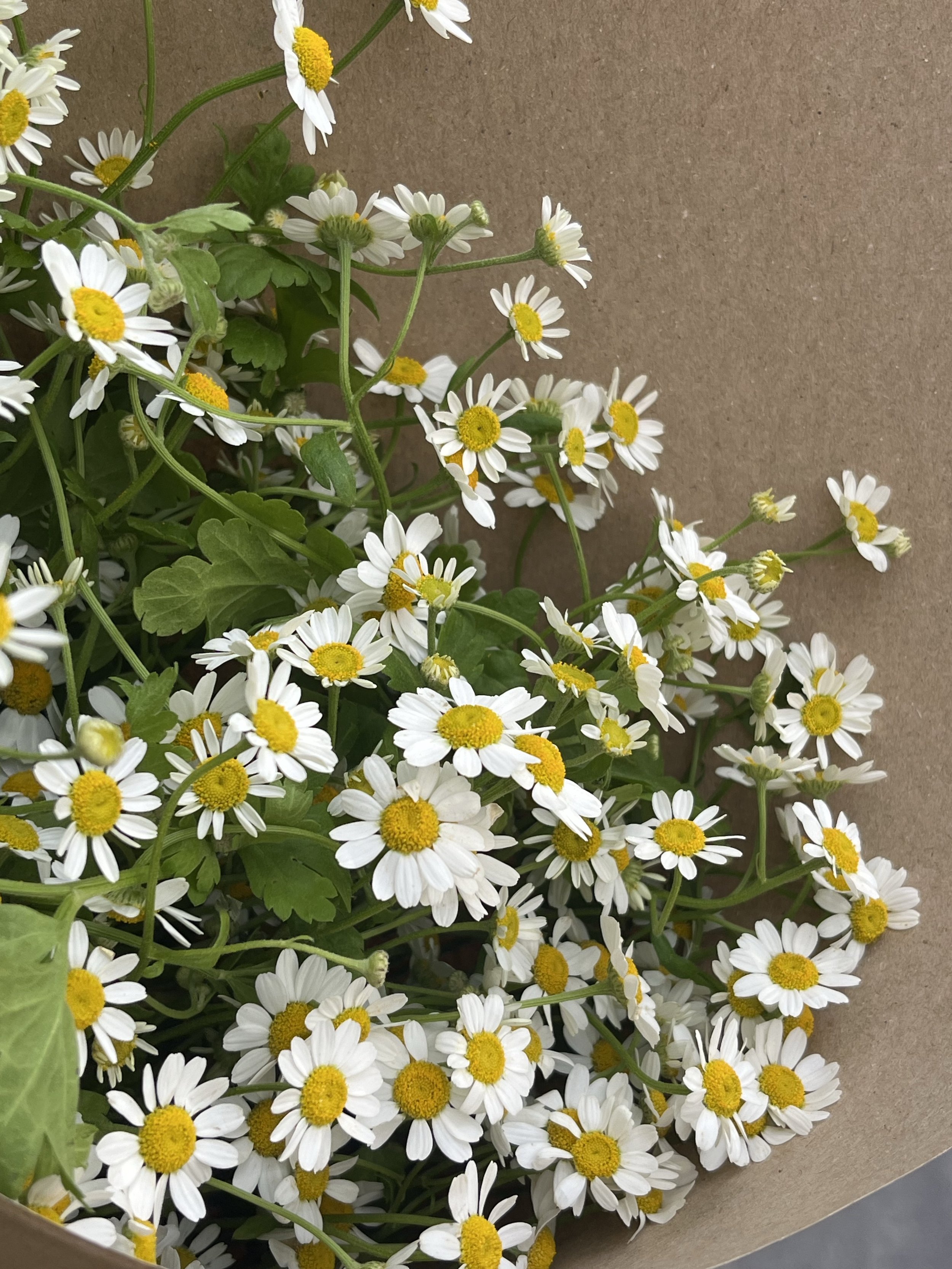 Chamomile | German