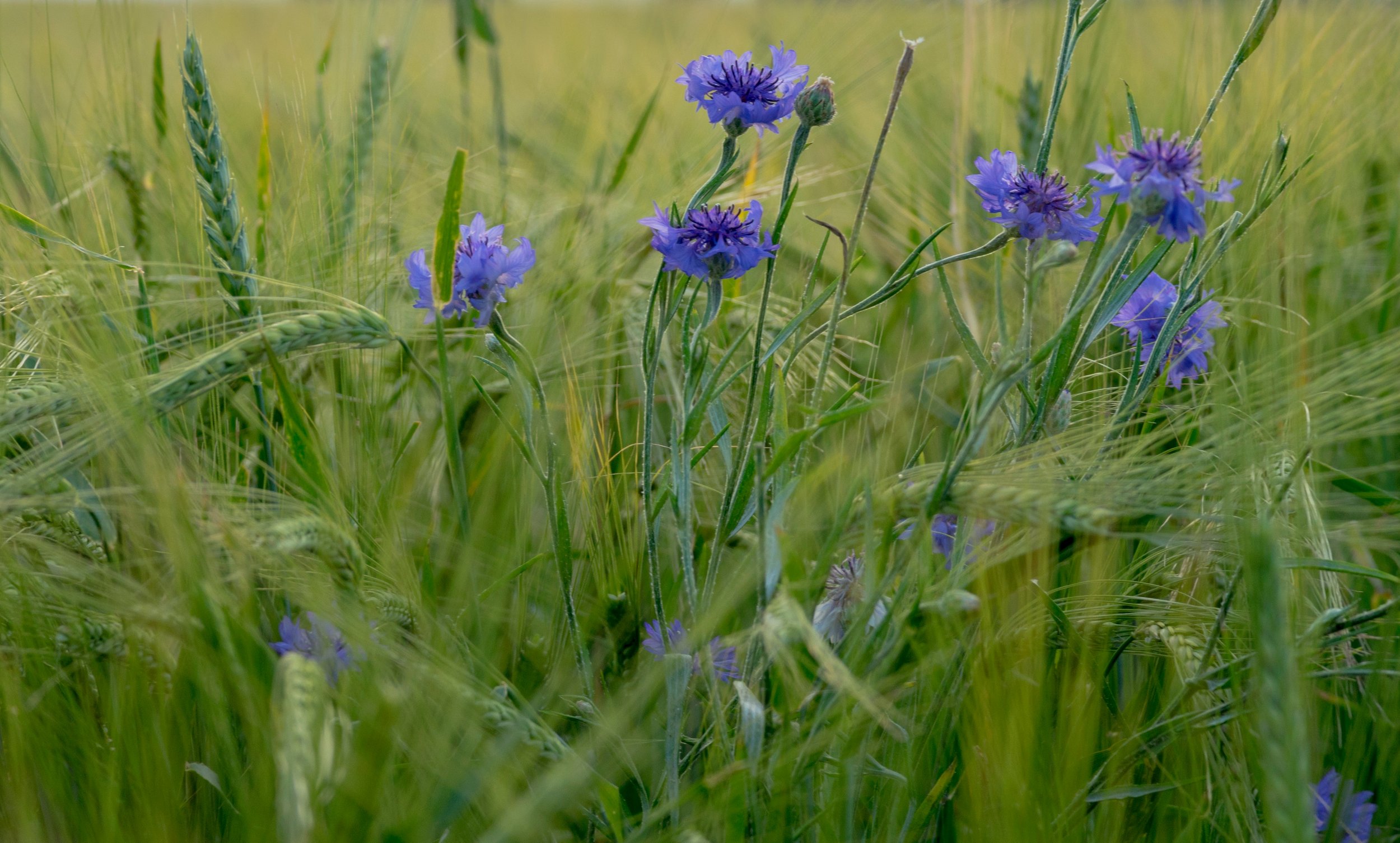 Bachelor Button Blue Boy.jpg