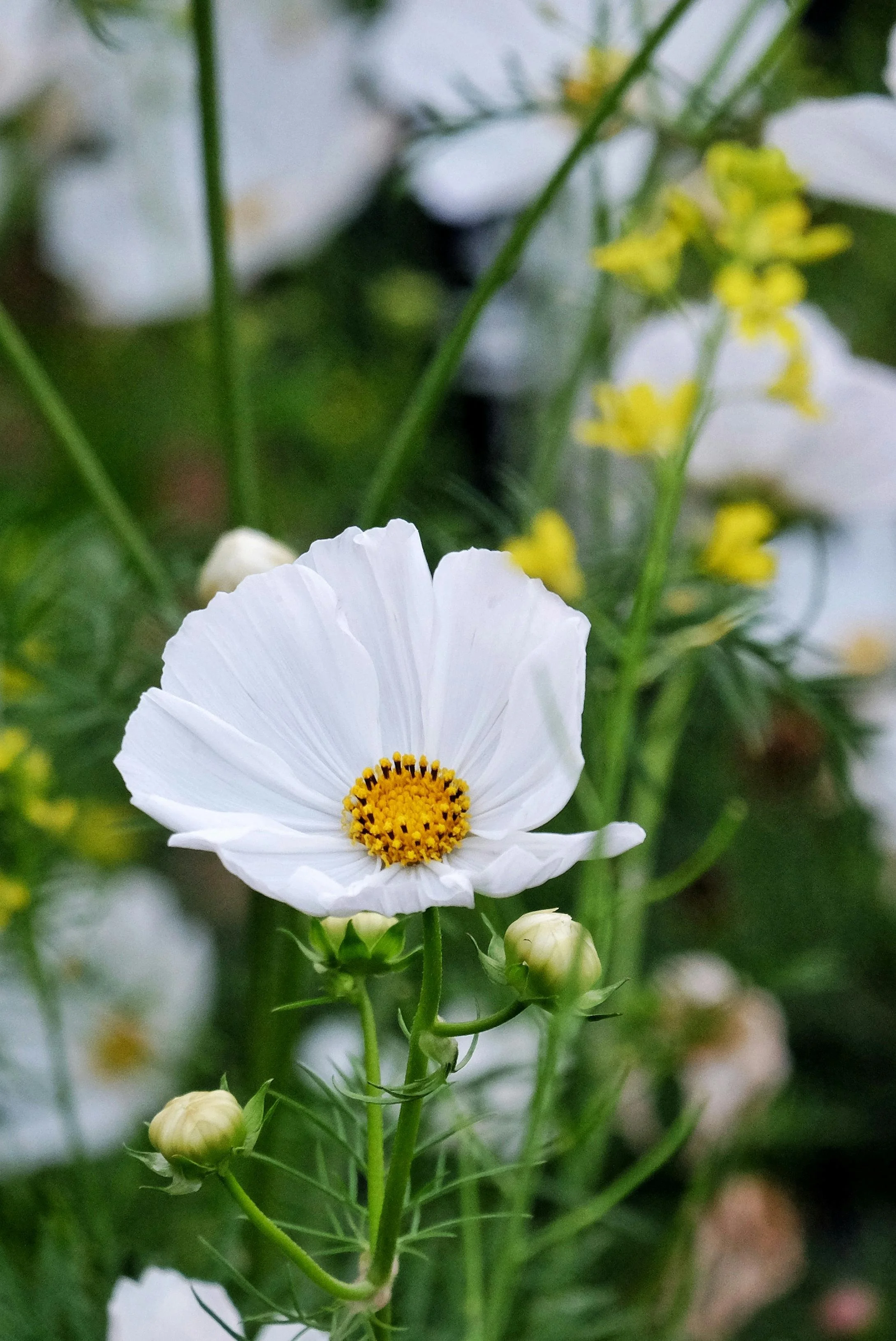 Cosmos | Afternoon White